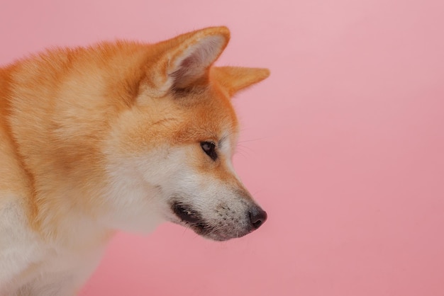 분홍색 배경에 빨간 개 일본 아키타 이누는 개에 대한 사랑의 개념을 닫습니다