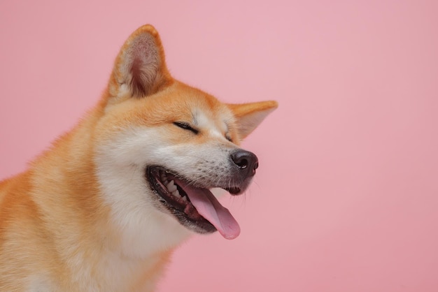 Red dog japanese akita inu on a pink background closeup the concept of love for dogs