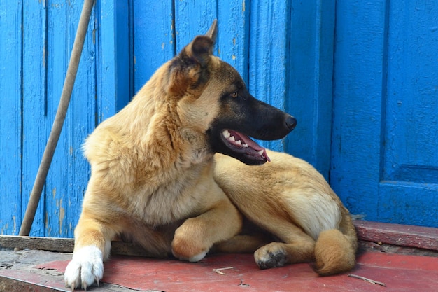 red dog lies near the house