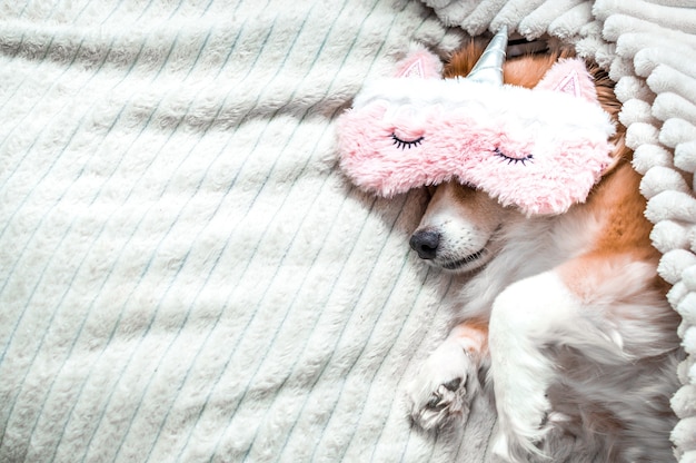 Red dog lying on a bed in a pink mask for sleeping. Concept morning. Concept weekend. Concept vacation