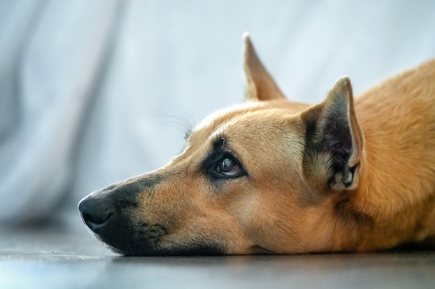 Red dog mongrel lying on the floor and looking, head portrait close-up