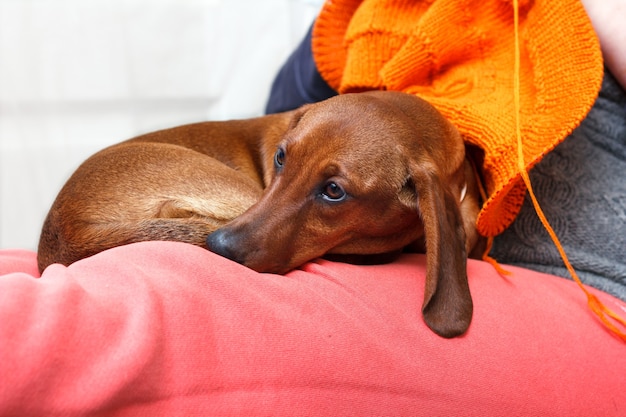 Red dog on owner's knees