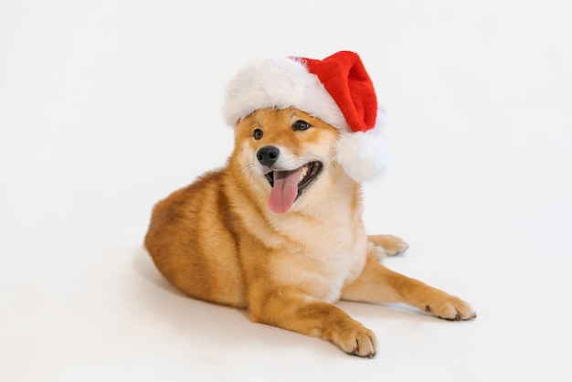 Red dog shibwa inu posing in santa claus hat sticking out tongue on white