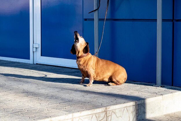 Red dog sits at the door and howls