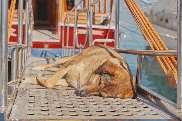 Red dog sleeps on the gangway against the backdrop of the yacht city marina selective focus on the dog