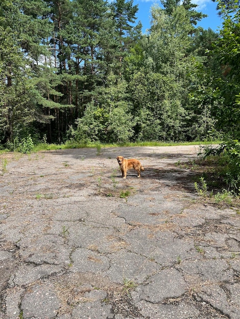 Un cane rosso si trova nella foresta su un vecchio asfalto rotto e incrinato