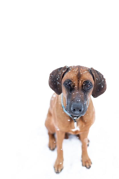 Foto cane rosso su bianco nella nevicata