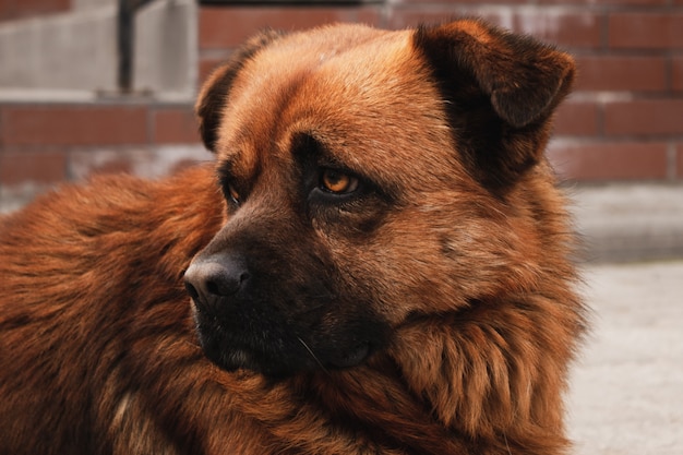 写真 悲しげな表情の赤い犬。