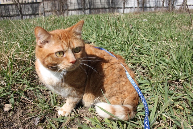 red domestic cat walks on a leash on the street