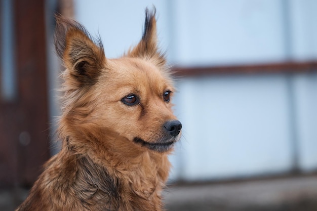 Red domestic dog curious looks around bright brown color close up