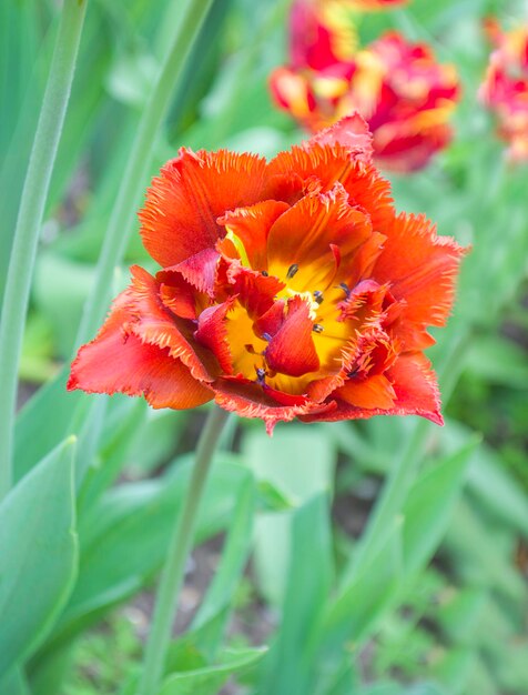 Red double petal tulip flowers Beautiful colorful background