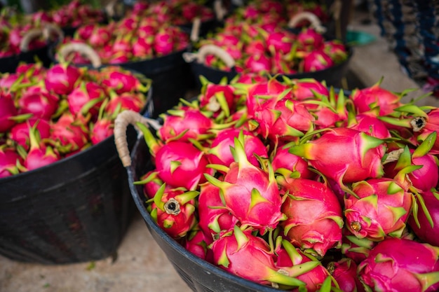 Red Dragon fruit in Black Basket Ready for Transportation