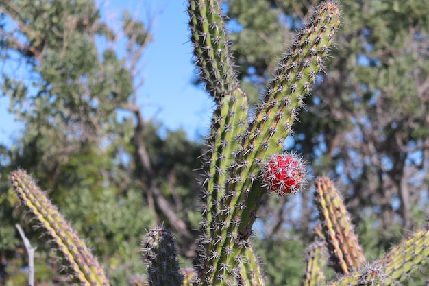 A red dragon fruit on a cactus