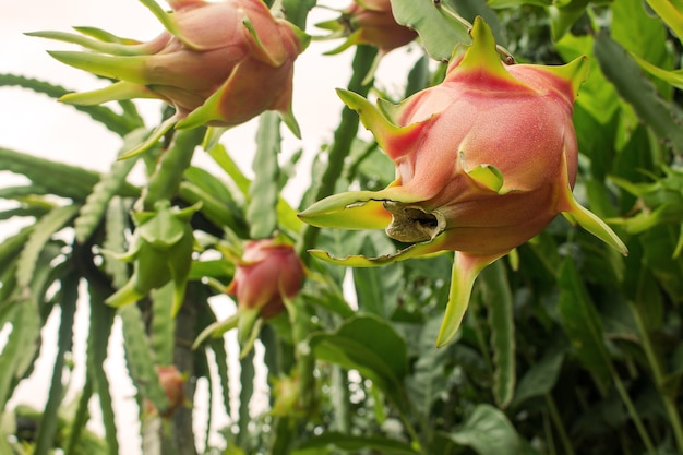 Red dragon fruit on plant.