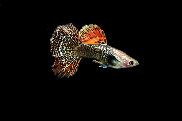 黒の背景に赤いドラゴングッピーの魚