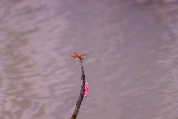 Red dragonflies resting on branches