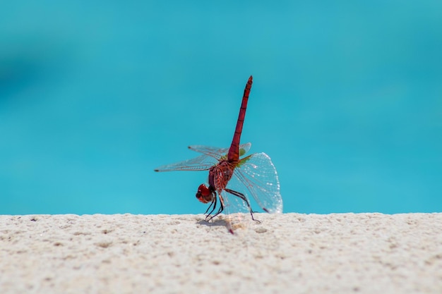 Red dragonfly on a branch