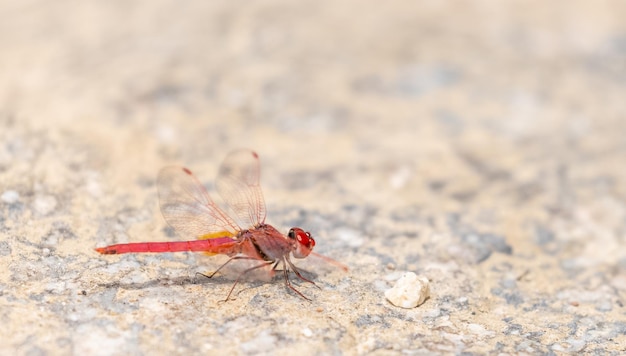 A red dragonfly on the ground with a white spot on the ground