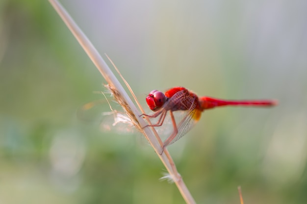 Red Dragonfly Perched on a Branch top of tree