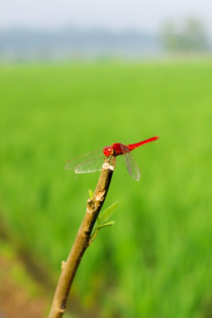 A red dragonfly perched on a branch with a background of rice fields and blue sky