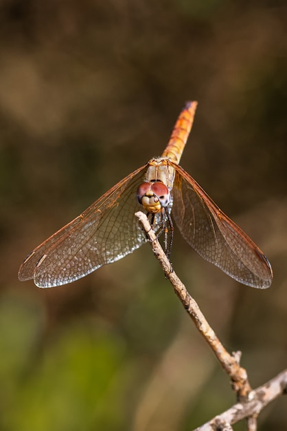 Red Dragonfly photographed in their natural environment