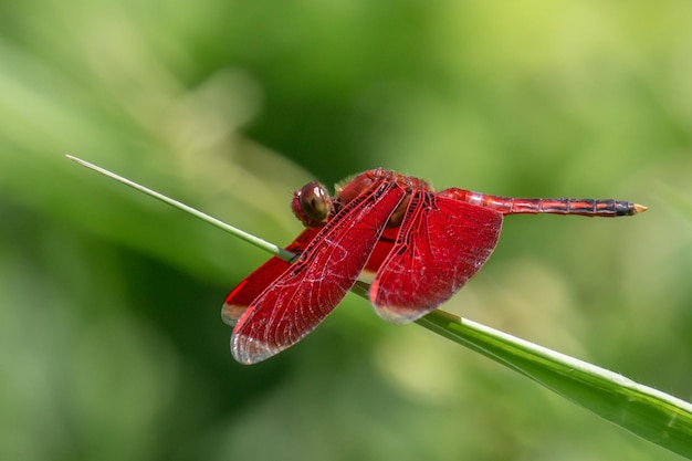 Red dragonfly on the plant