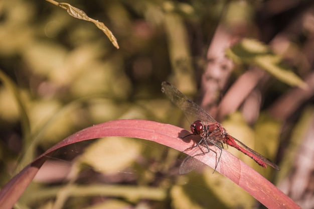 Красная стрекоза на красном листе травы Крупный план насекомого осенью