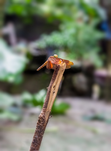 A red dragonfly resting on a dead tree trunk