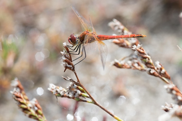 Foto una libellula rossa si siede su una pianta con del ghiaccio sopra.