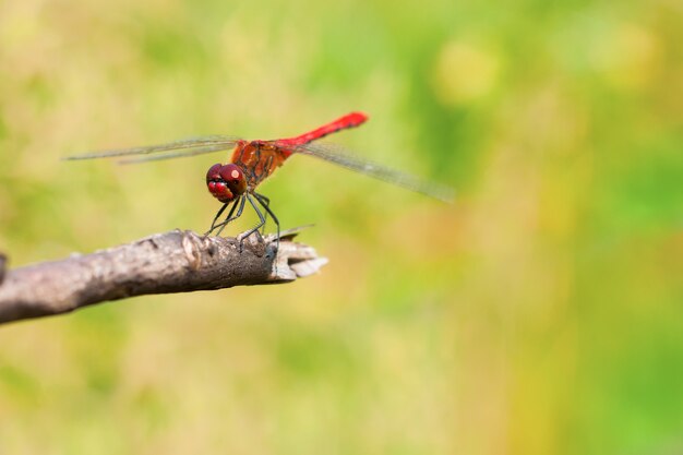 Libellula rossa che si siede sul ramo. fotografia macro con profondità di campo ridotta