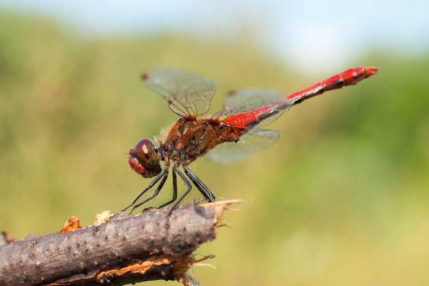 Red dragonfly sitting on branch. macro photography with shallow depth of field