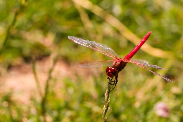 Photo red dragonfly sitting on dead tree branch selective focus macro insect photography