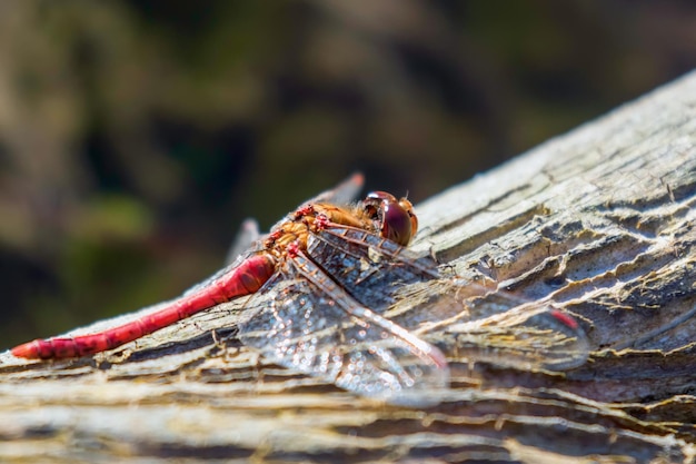 Red Dragonfly on a Tree