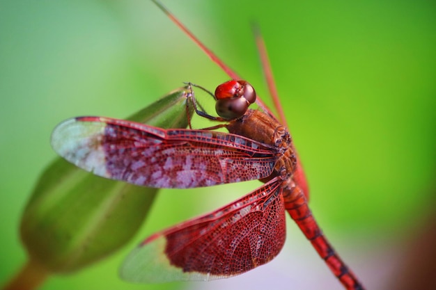 A red dragonfly with a red face sits on a leaf.