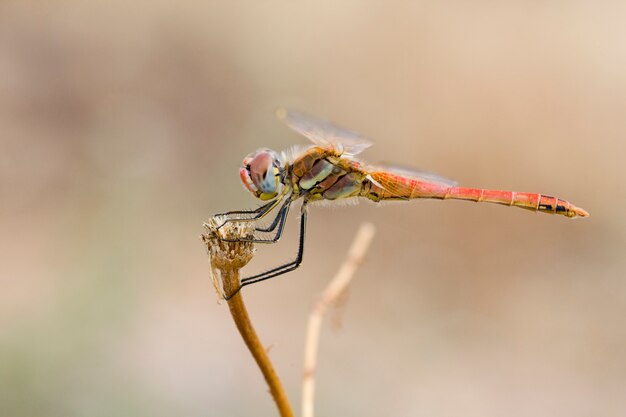 Red dragonfly