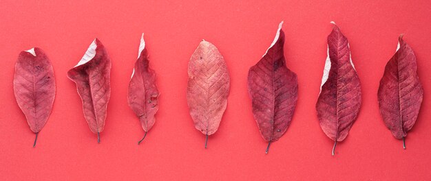 Red dried cherry leaves in a row on a red background