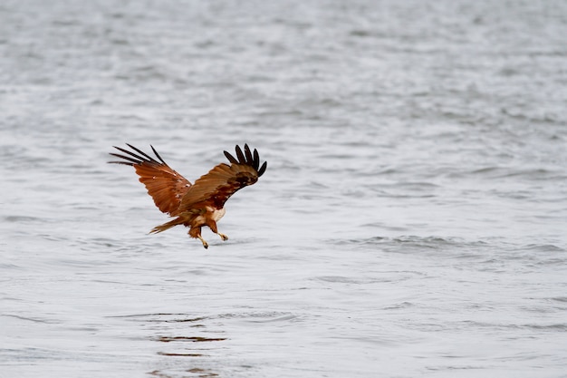 Red eagle fly landing on the sea in nature at thailand