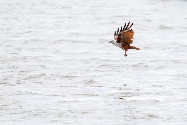 Red eagle flying on the sky