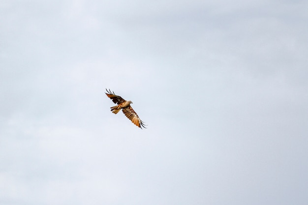 Red eagle on the sky in nature at thailand