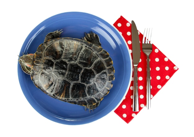 Red ear turtle on plate on white