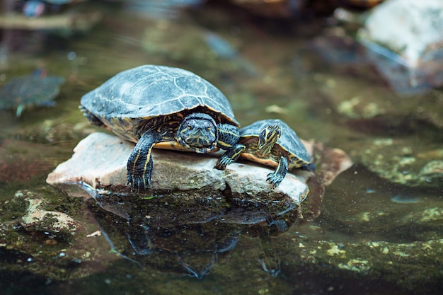 Red eared slider turtles on the rock