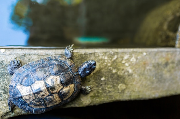 Foto tartaruga dalle orecchie rosse - trachemys scripta elegans. tartaruga dalle orecchie rosse del cursore alla luce solare di estate