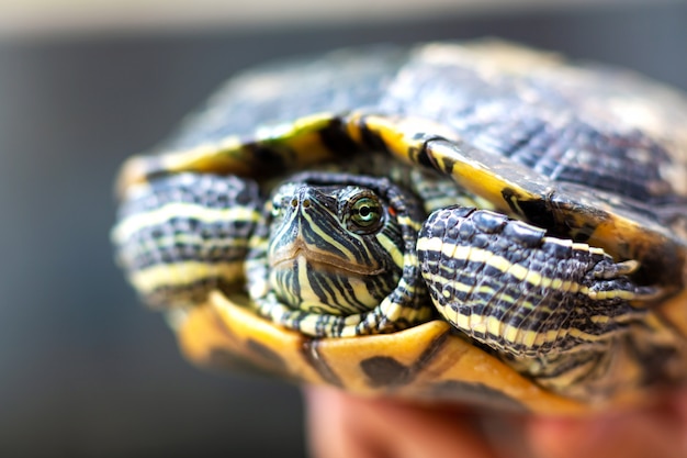 Red Eared Terrapin - Trachemys scripta elegans. Red eared slider turtle in the summer sunlight