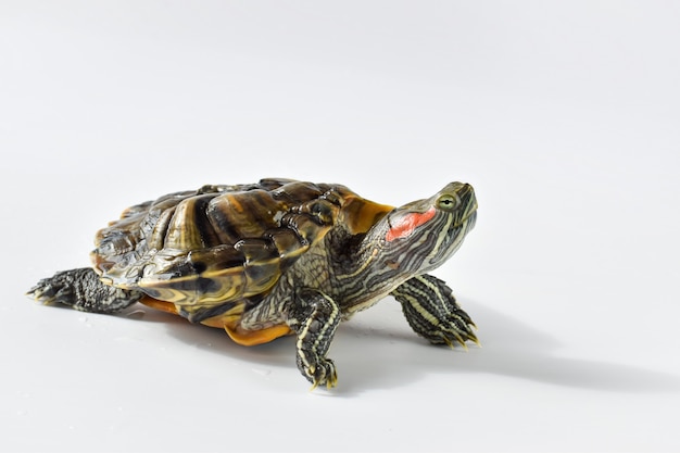 A red-eared turtle crawls on a white surface