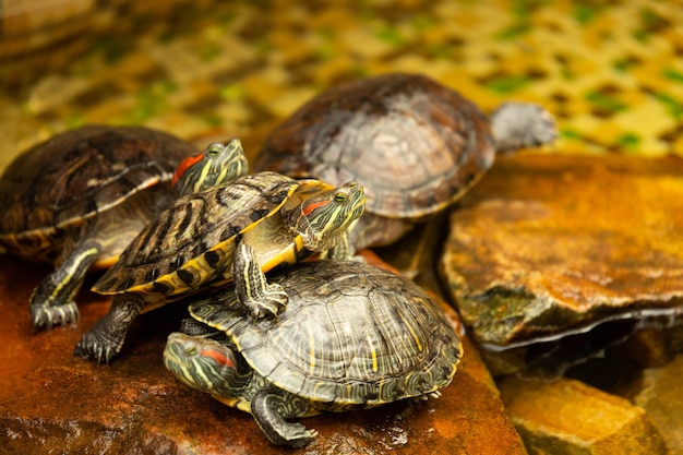 붉은 귀 거북. AKA Pond Slider Trachemys scripta elegans는 물 속의 바위 위에서 일광욕을합니다. 선택적 초점.