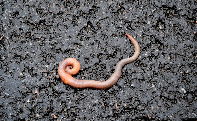 Red earthworm it live bait for fishing isolated on dark background