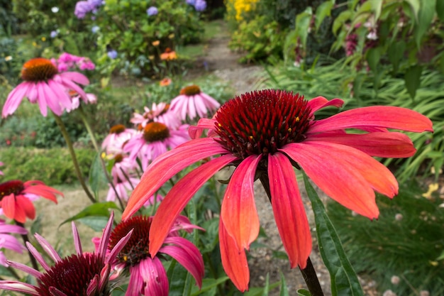 Red Echinacea flowering in an English garden