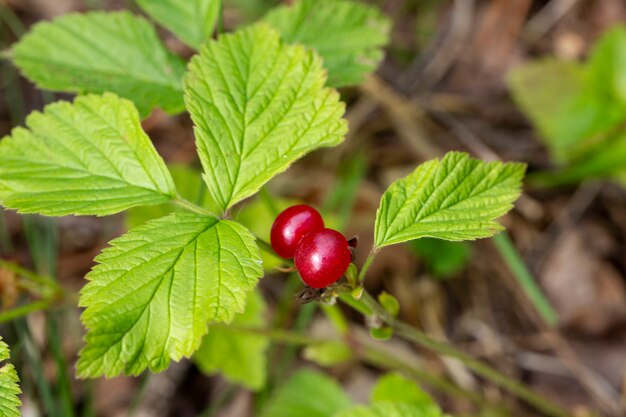 Red edible berries in the forest on a bush, rubus saxatilis. Useful berries with a delicate pomegranate taste on a branch