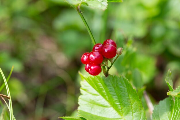 Red edible berries in the forest on a bush, rubus saxatilis. Useful berries with a delicate pomegranate taste on a branch