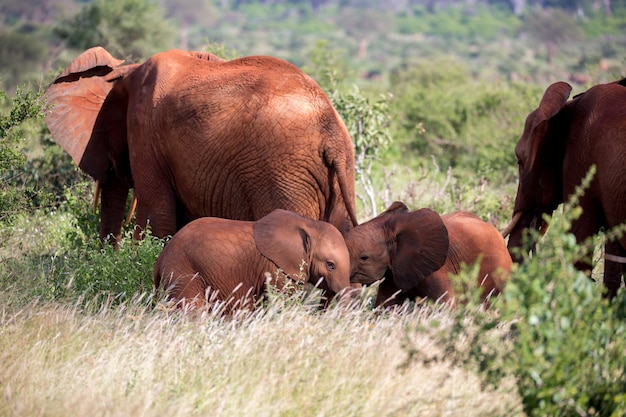 A red elephant family is walking between the bush